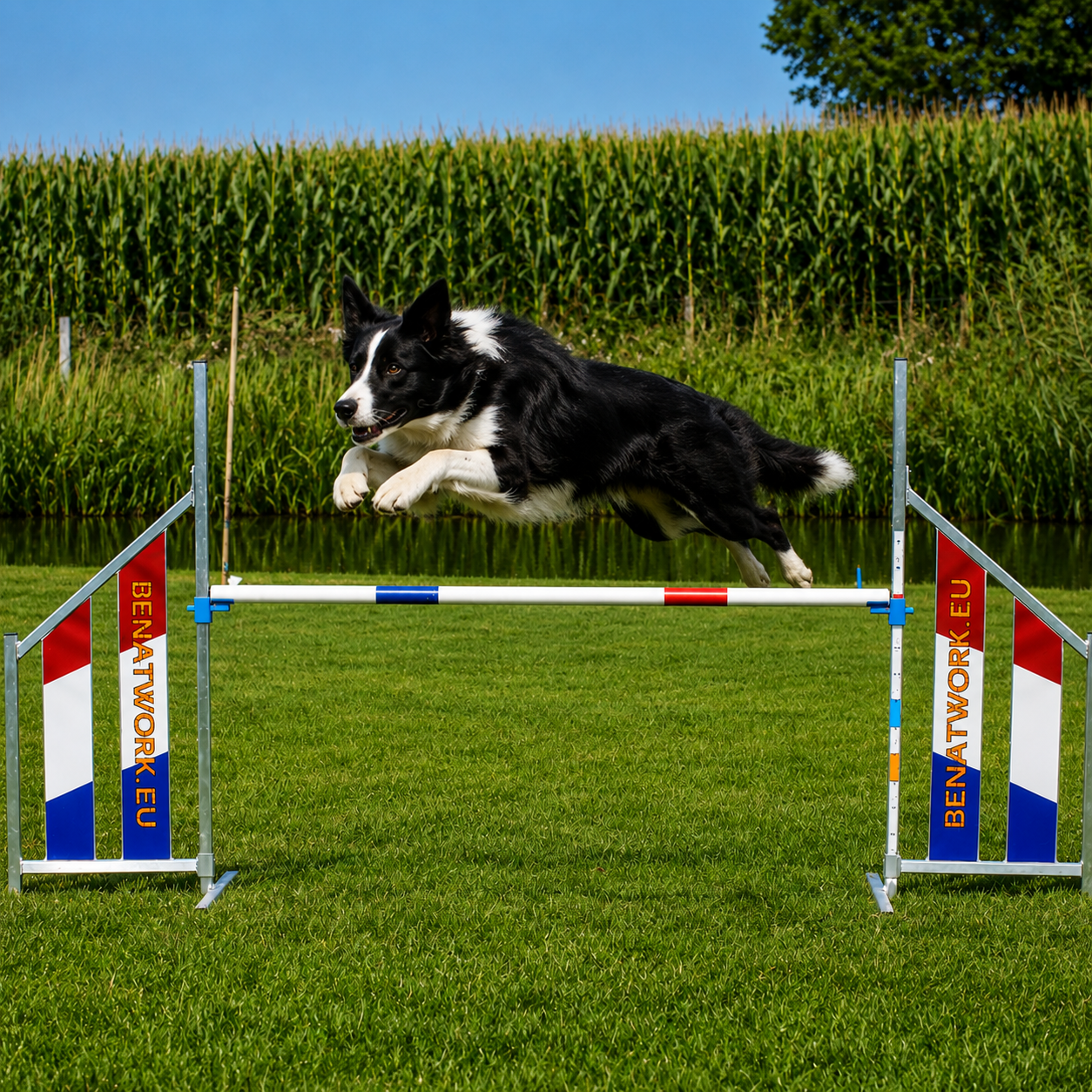 Agilitytraining bij Agilityhof