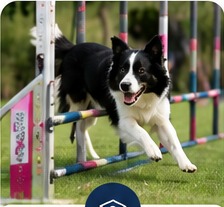 Hondenschool en agility